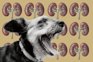 Startup da Lituânia quer imprimir pele de cachorro — depois, o rim humano