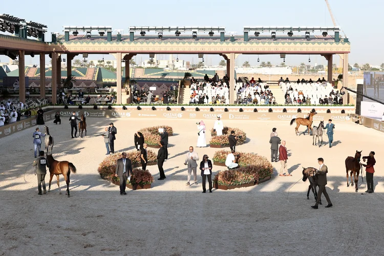 Global Champions Arabians Tour: vento reúne criadores, entusiastas e marcas de luxo em torno da cultura equestre árabe, com categorias que premiam machos e fêmeas de diferentes idades (Stefano Grasso/GCAT Ambiance/Divulgação)