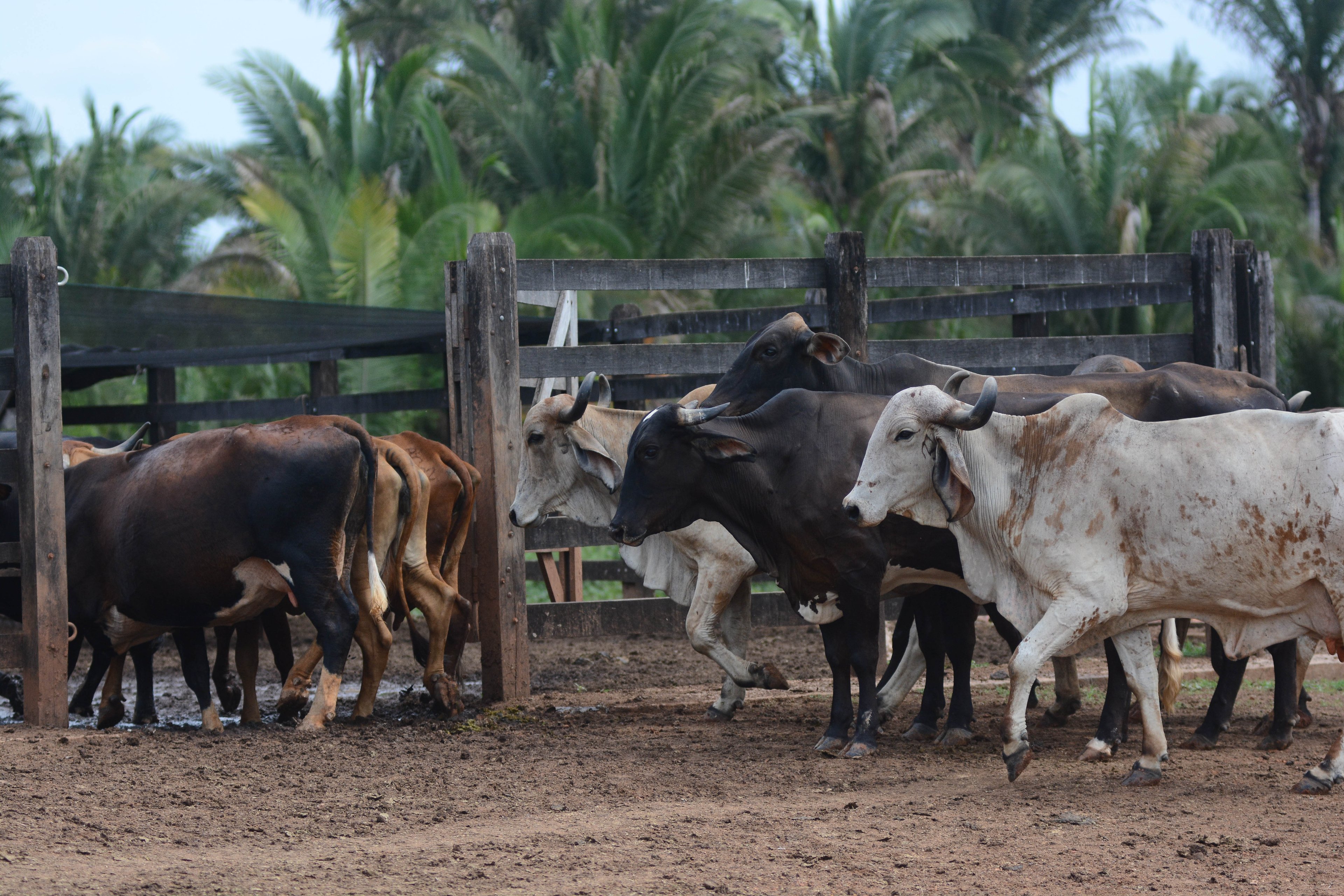Banheiro, quintal produtivo e R$ 300 milhões: a aposta do Banco do Nordeste na safra 25/26