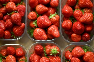 Imagem referente à matéria: Frutas premium? Morango japonês chega a US$ 19 a unidade e vira presente de luxo nos EUA