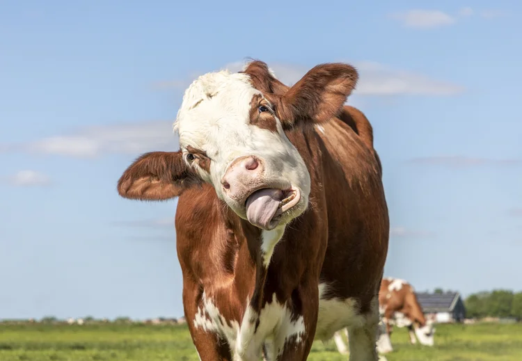 Funny cow chokes on her own tongue, portrait of a bovine eating with mouth open, showing gums and tongue (Getty Images)