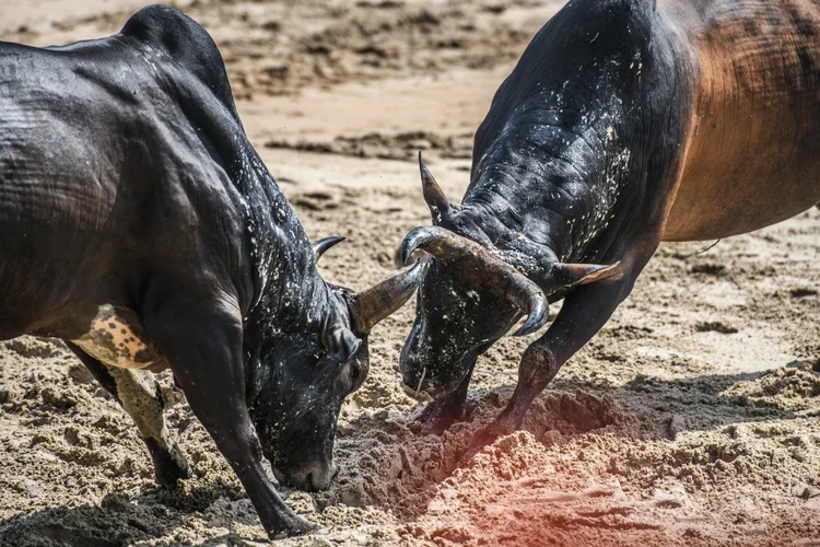 Bull-fighting (Getty Images)