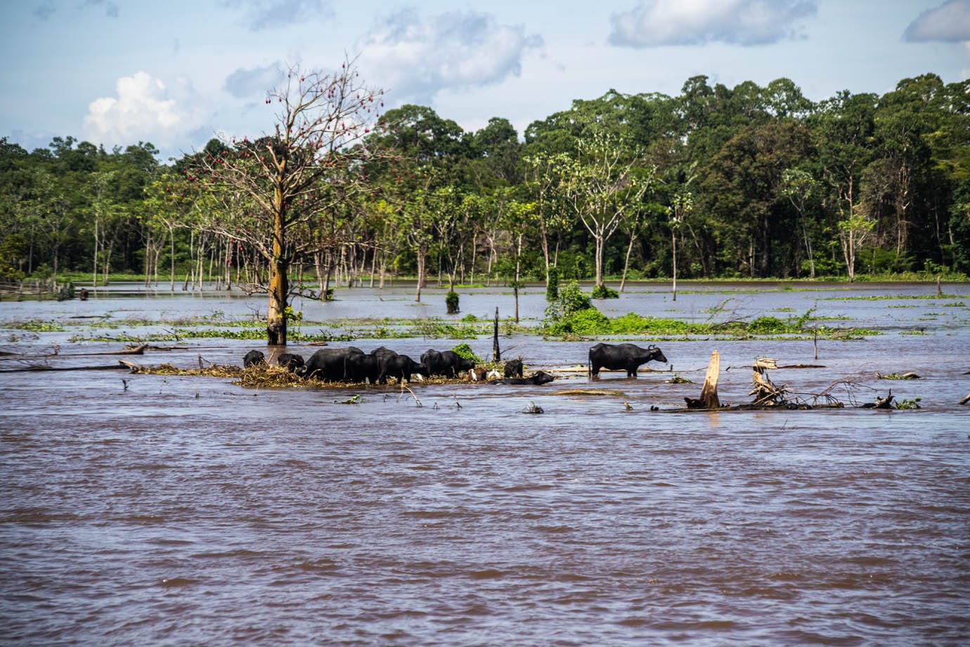Rio Amazonas - agro - criação - bufalo - amazonia - 

Foto: Leandro Fonseca
Data: 02/07/2025