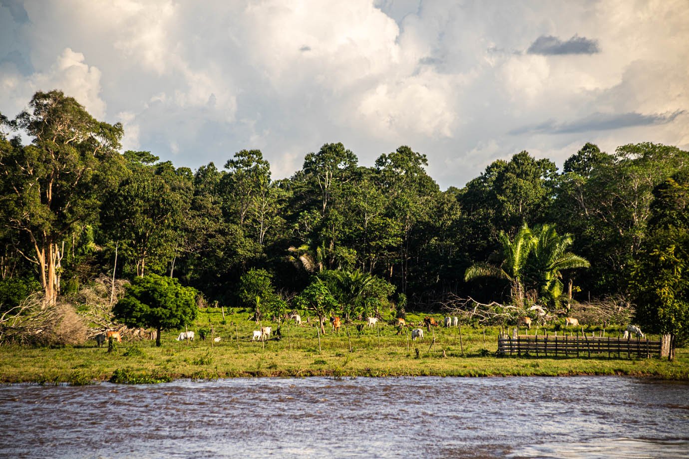 Rio Amazonas - ribeirinhas - ribeirinhos - moradia - casas palafitas - amazonia - 

Foto: Leandro Fonseca
Data: 02/07/2025