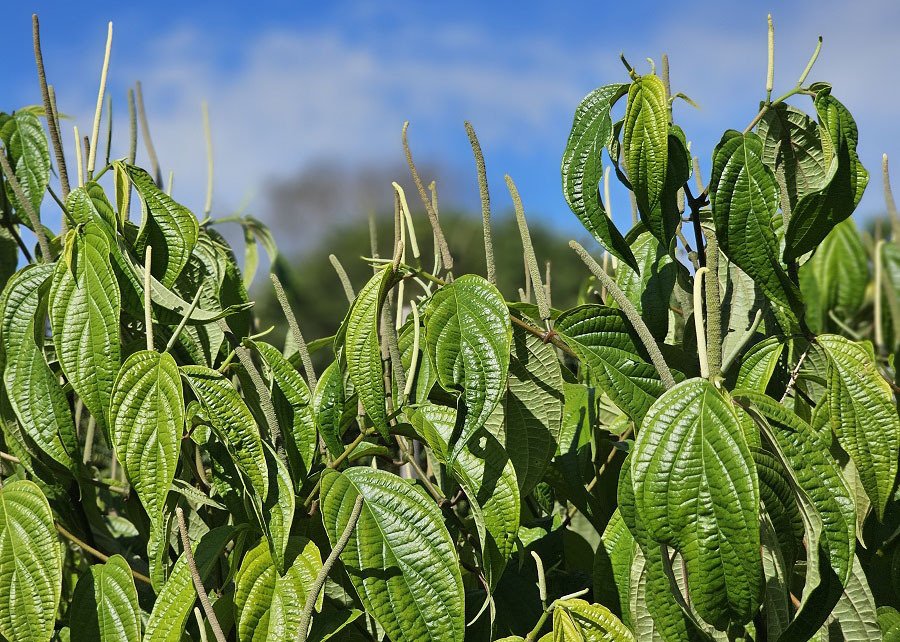 O óleo amazônico que promete combater parasitas no peixe nativo mais cultivado no Brasil