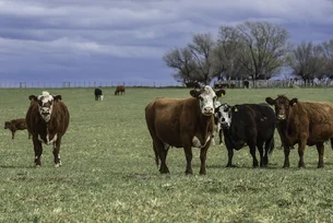 Preço da carne moída sobe 16% nos EUA, hambúrguer fica mais caro — e Brasil expande exportação