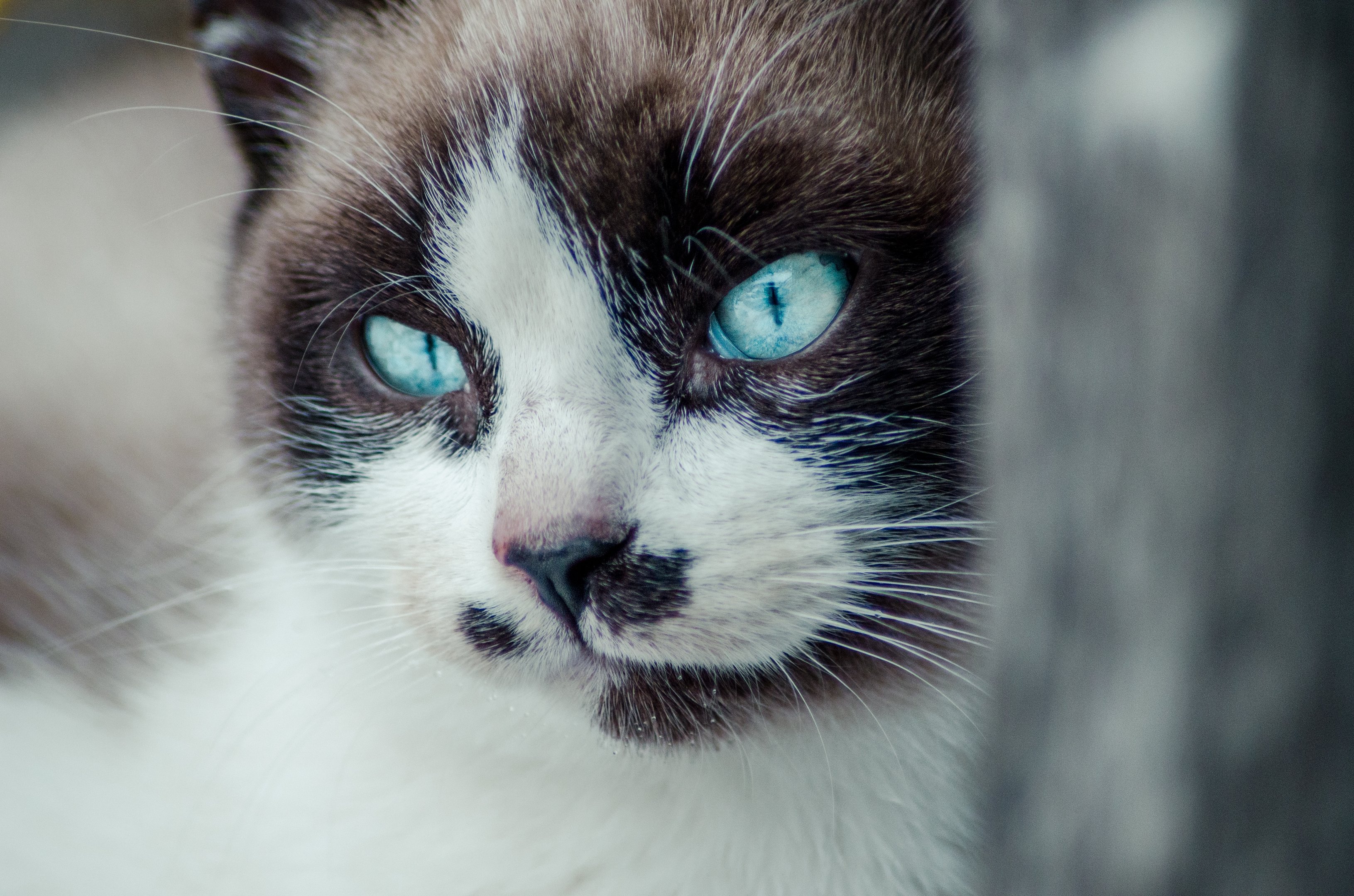As raças de gatos mais famosas do Brasil