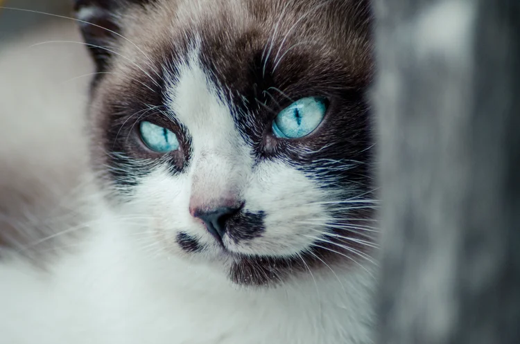 Gatos: Mel está entre os nomes mais populares ( wirestock/Freepik)