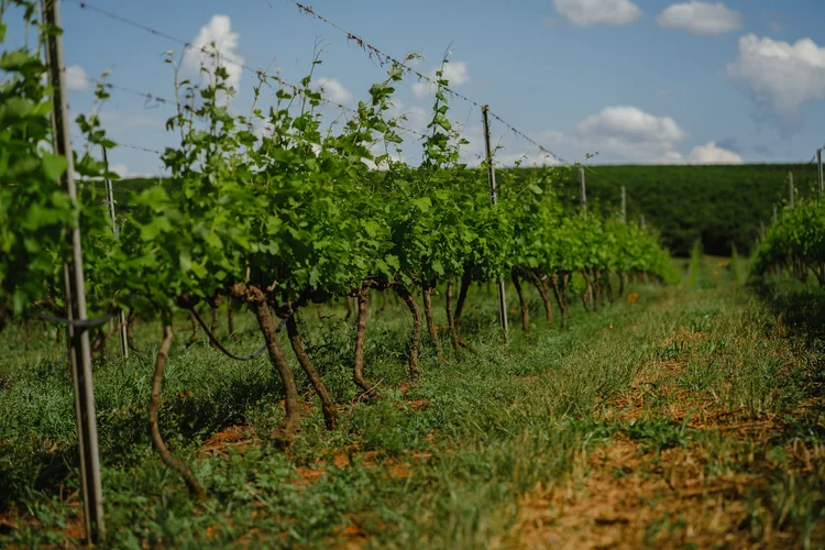 Vinícola Maria Maria: medalha de ouro na edição de 2025 da Decanter World Wine Awards (Divulgação/Divulgação)