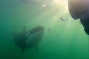 Orcas oferecem presas a humanos como brincadeira, mas cientistas alertam para propósitos 'sombrios'