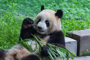 Imagem referente à matéria: O último panda do Japão: por que animais foram devolvidos à China