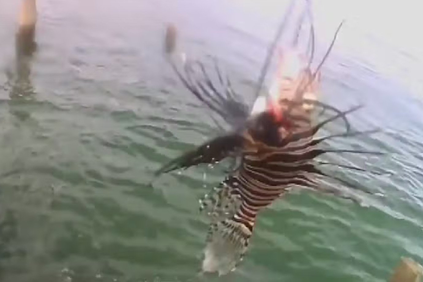 Pescadores encontram animal venenoso na Bahia, capaz de causar convulsões e danos ao ecossistema