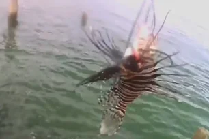 Imagem referente à matéria: Pescadores encontram animal venenoso na Bahia, capaz de causar convulsões e danos ao ecossistema