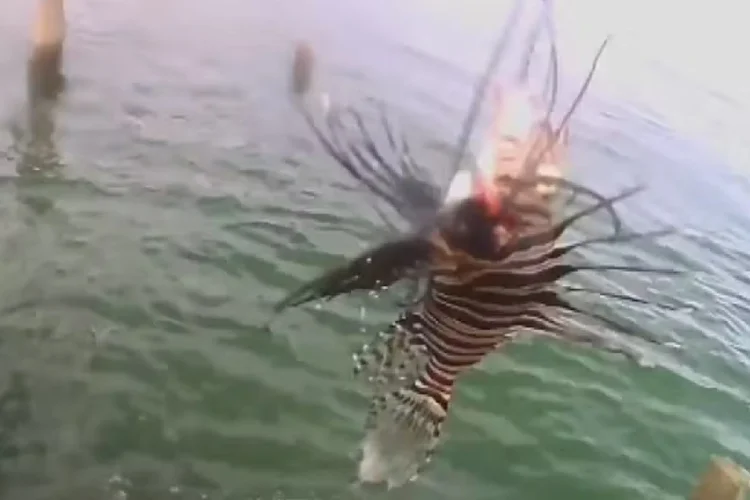 Peixe com 18 espinhos é encontrado em destino turístico na Bahia (TV Globo/Reprodução)