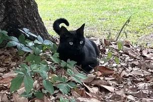 Conheça o gato cientista que ajudou a descobrir dois vírus perigosos