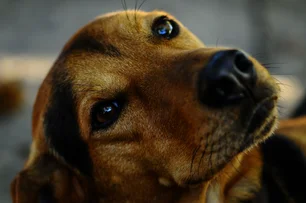 Imagem referente à matéria: No Brasil, a preferência é pelos vira-latas: as raças de cachorro mais famosas no país