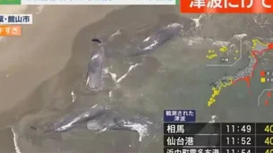 Baleias apareceram encalhadas no Japão horas antes de alerta de tsunami; veja foto