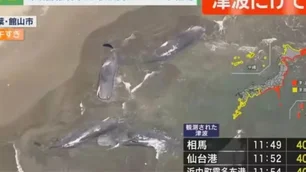 Imagem referente à matéria: Baleias apareceram encalhadas no Japão horas antes de alerta de tsunami; veja foto