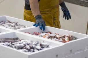 Exportação de 1.500 toneladas de pescados brasileiros para os EUA é suspensa após tarifas de Trump
