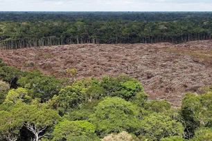 Imagem referente à matéria: Novo fundo global busca frear desmatamento com recompensa de US$ 4 por hectare preservado