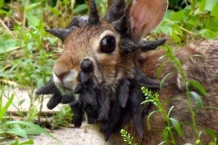 Imagem referente à matéria: Coelhos com 'chifres'? Entenda a aparição bizarra e o que isso releva sobre a saúde humana