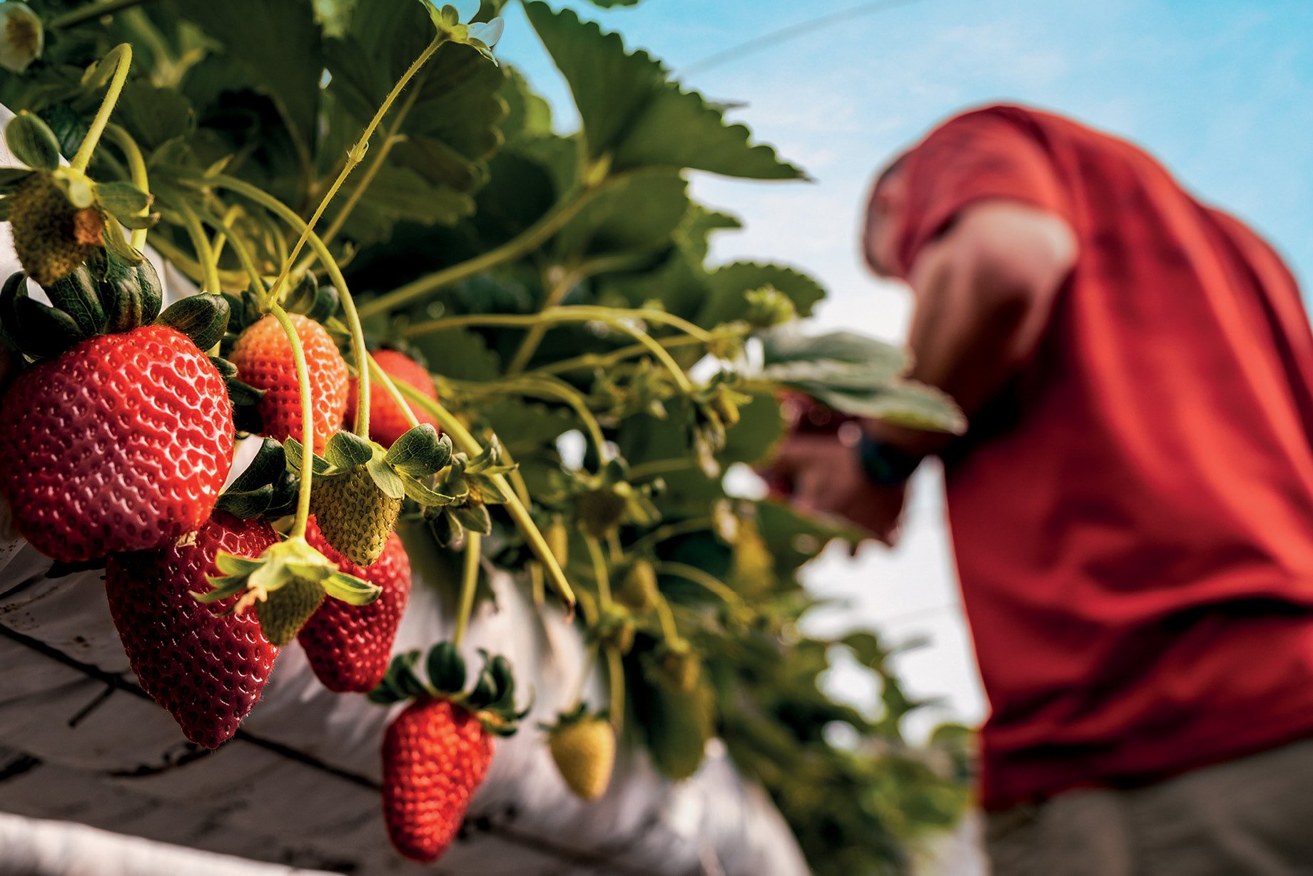 Para ir além do hype, produção de morango precisa superar desafios logísticos e de plantio no Brasil
