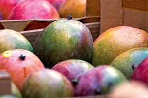 Para onde vai a manga? Afetado pelo tarifaço, setor busca negociações nos EUA e novos mercados