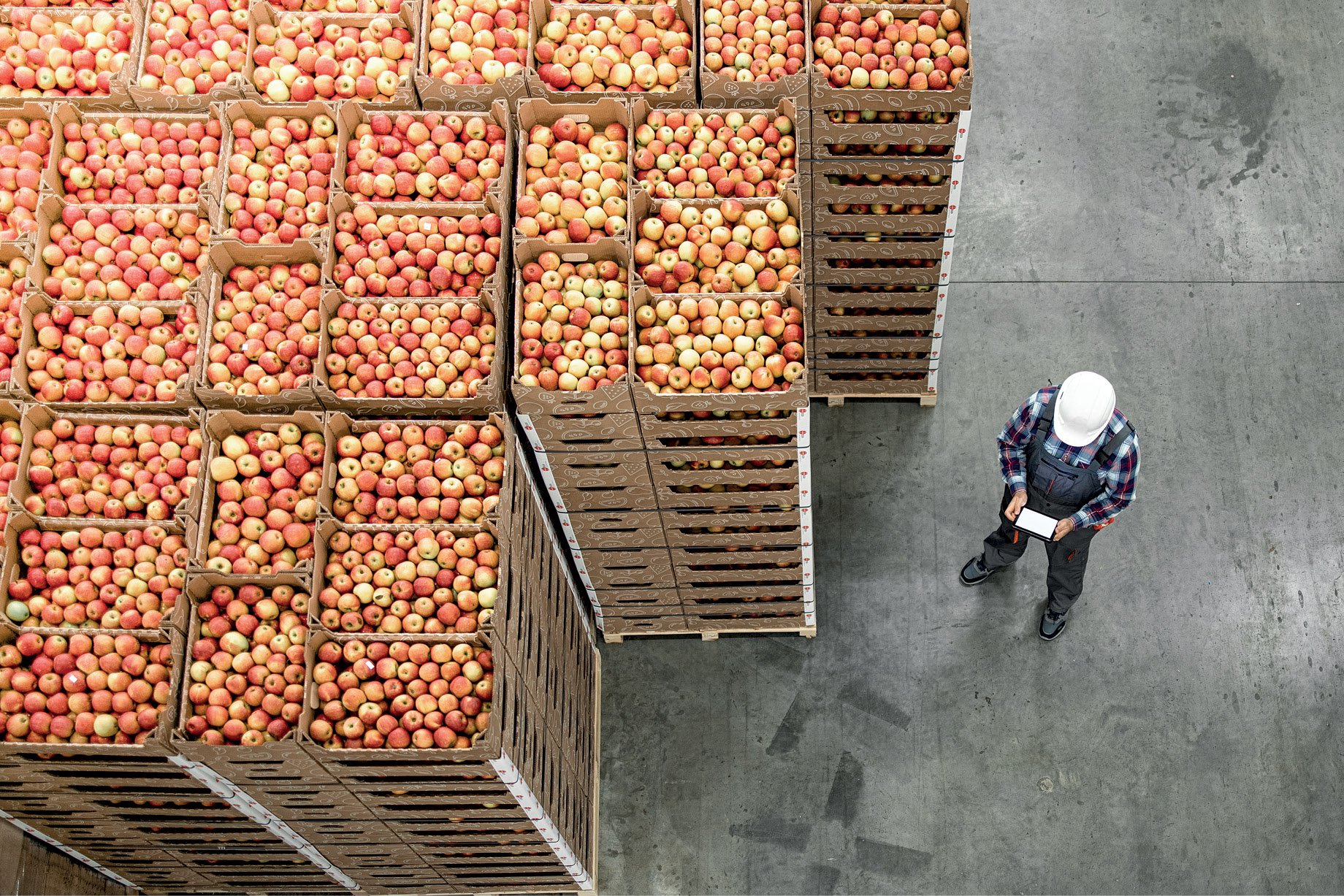 Tarifaço de Trump expõe desafios e oportunidades para o Brasil expandir exportação de frutas