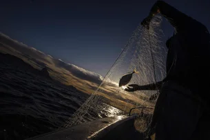 'Com tarifaço dos EUA, é inviável continuar exportando', diz empresário do setor de pescados