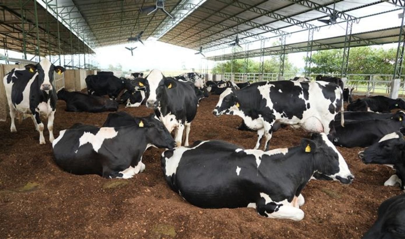 Danone renova certificação B Corp e reforça compromisso com saúde e sustentabilidade