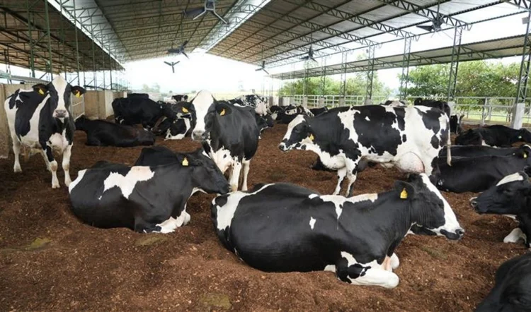 Jornada Flora: programa de agricultura regenerativa da Danone elevou a produtividade por vaca, aumentou a renda dos produtores e reduziu as emissões de metano (Danone/Divulgação)