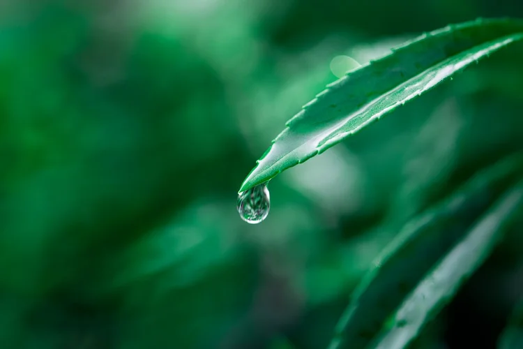 Sustainable Finance Summit: evento traz temas relevantes como COP 30, mercado de carbono e o papel do capital privado na transição para um futuro mais verde (Sustainable Finance Summit/Divulgação)