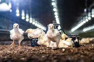 Imagem referente à matéria: Chile retoma importação de aves do Brasil após suspender compra da Argentina devido à gripe aviária