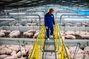 A bilionária revolução do bem-estar animal beneficia a todos, da granja à mesa