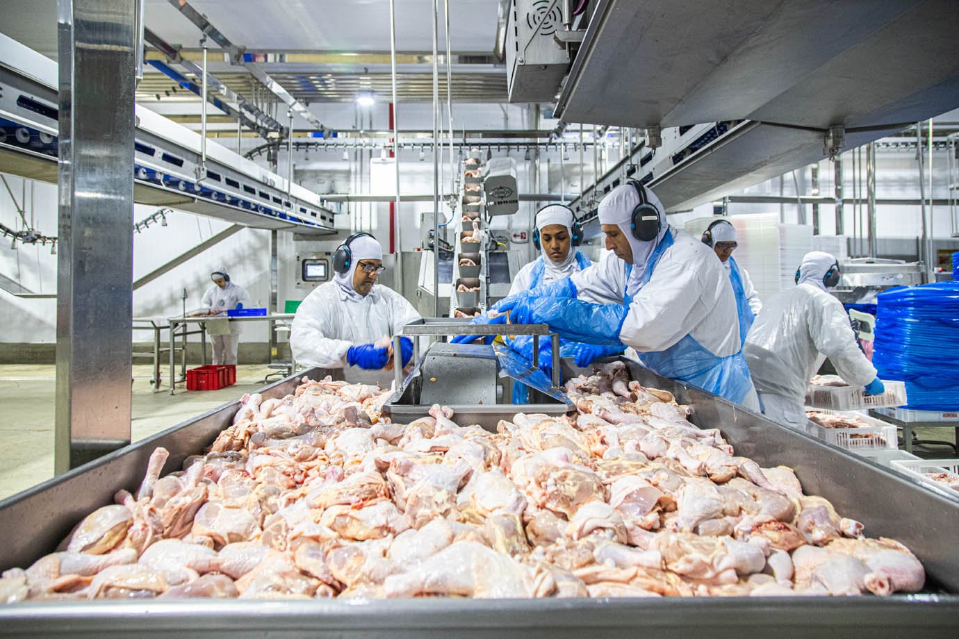 Aurora Alimentos - unidade de produção de frangos em Chapecó, Santa Catarina - industria alimenticia, proteina animal

Foto: Leandro Fonseca
Data: 05/08/2025