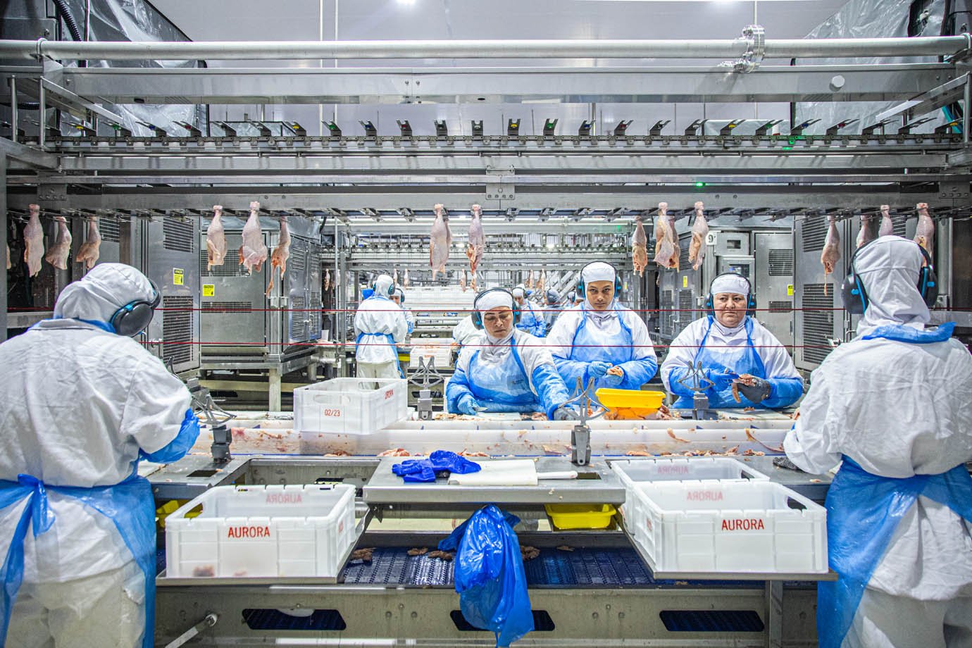 Aurora Alimentos - unidade de produção de frangos em Chapecó, Santa Catarina - industria alimenticia, proteina animal

Foto: Leandro Fonseca
Data: 05/08/2025