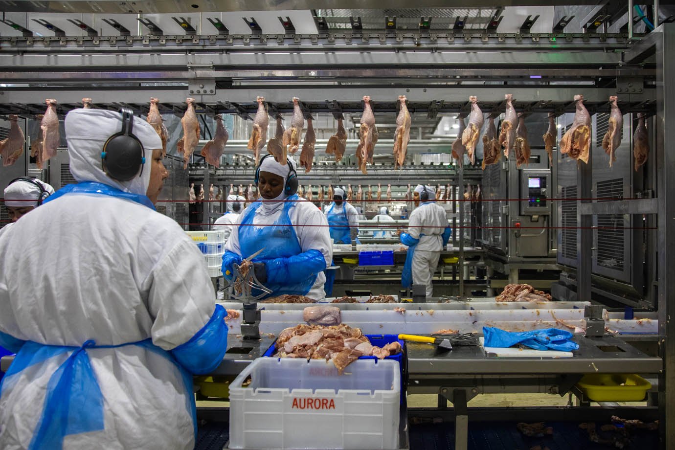 Aurora Alimentos - unidade de produção de frangos em Chapecó, Santa Catarina - industria alimenticia, proteina animal

Foto: Leandro Fonseca
Data: 05/08/2025