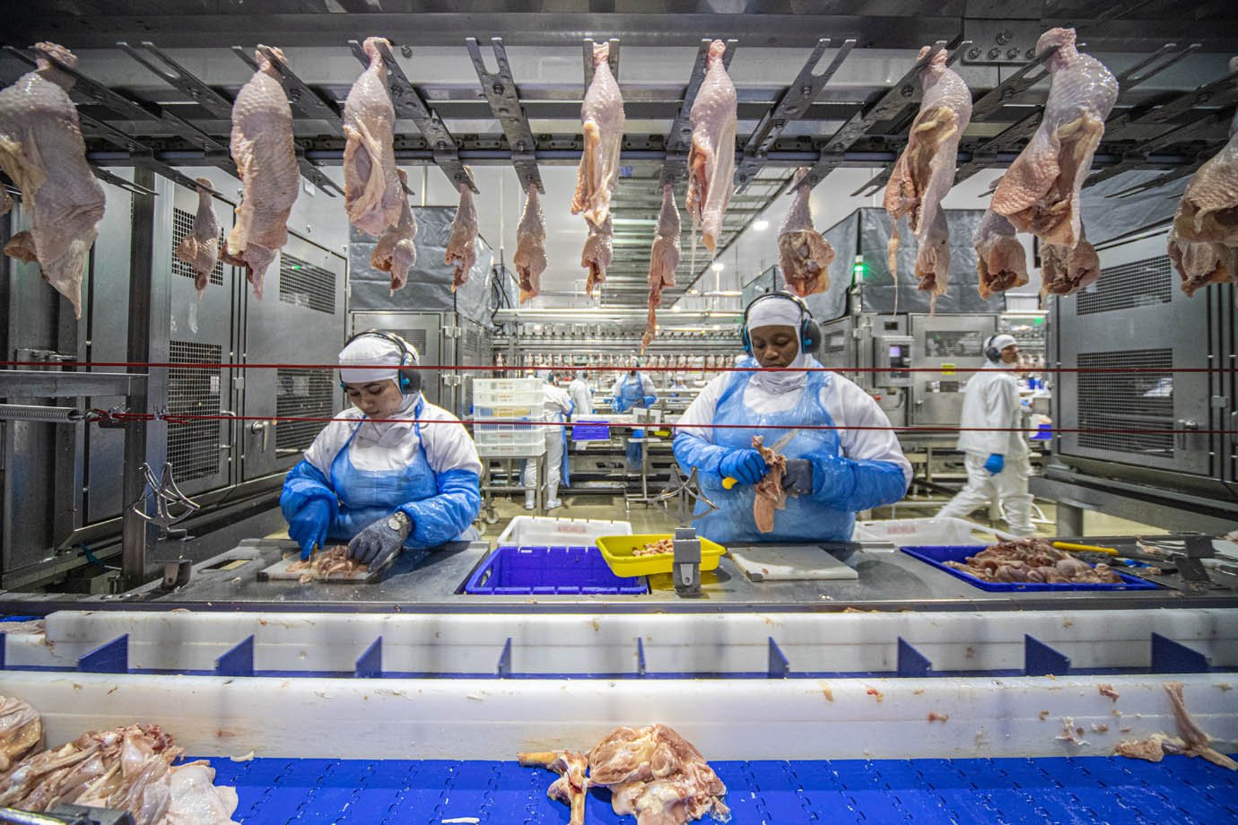 Aurora Alimentos - unidade de produção de frangos em Chapecó, Santa Catarina industria alimenticia, alimentos, proteina animal, frigorifico


Foto: Leandro Fonseca
Data: 05/08/2025