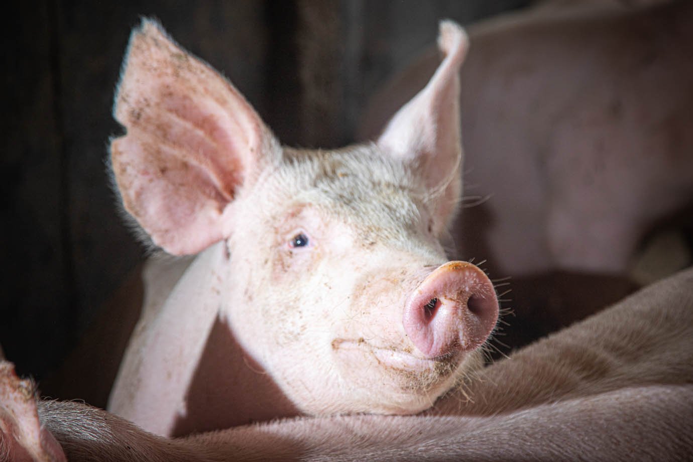 Galeria de fotos de Um novo conceito de bem-estar animal