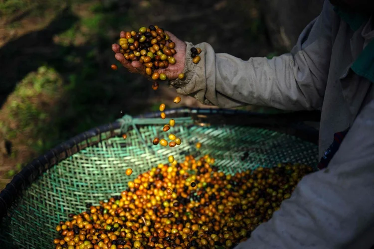 Produção de café especial no Brasil: entidades pedem avanço nas negociações para remover a tarifa adicional dos EUA (Carl de Souza/AFP/Getty Images)