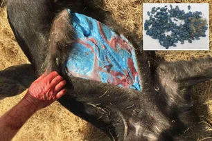 Imagem referente à matéria: Javaporcos com carne azul neon: o mistério mortal que preocupa a Califórnia