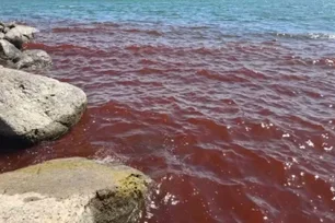 Imagem referente à matéria: Praga bíblica? Mar da Galileia fica vermelho e assusta moradores — cientistas revelam a causa