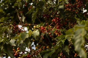 Café: confira as novidades que vão encher a sua xícara