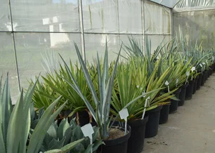 Imagem referente à matéria: 'Etanol de tequila': planta mexicana poderá ser usada na produção de biocombustível no Brasil