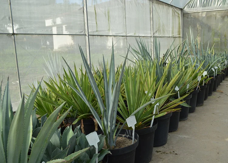 Etanol de tequila: em março, pesquisadores da Embrapa Algodão visitaram o México, onde estabeleceram parcerias com instituições ligadas à produção de tequila, para aprofundar os estudos sobre o uso de Agave na produção de biocombustíveis e sequestro de carbono. (Alexandre Oliveira/Embrapa/Divulgação)