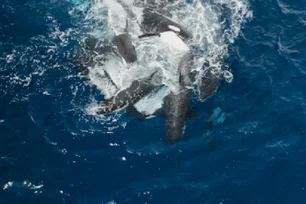 Imagem referente à matéria: Orcas ensinam filhotes a caçar seu 'maior rival' com tática cruel — comportamento assusta cientistas