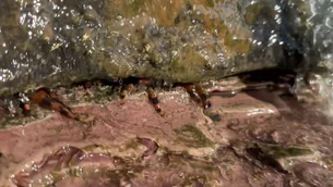 Peixe 'escalador' intriga cientistas; veja vídeo