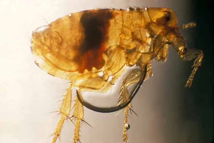 Pulga infectada com a bactéria da peste (CDC/Reprodução)
