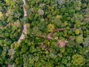 Imagem referente à matéria: Esta madeireira investe R$ 43 milhões do Fundo Clima para lucrar com a floresta em pé