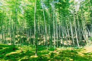 Imagem referente à matéria: Andaimes de bambu poderão ser usados para salvar megaprojeto que mudará Hong Kong